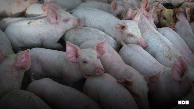 Trước khi lập đỉnh 105.000 đồng/kg, giá lợn có 5 tháng đầy biến động - Ảnh 2.