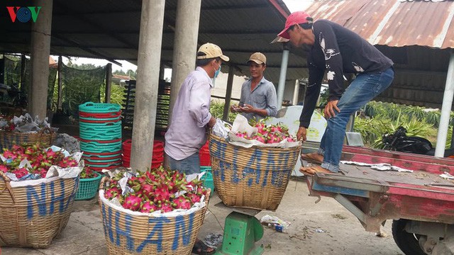 Đầu ra trái thanh long bấp bênh do chưa mở rộng thị trường xuất khẩu - Ảnh 1.