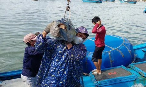 Phú Yên chủ động ngăn chặn tàu cá khai thác vùng biển nước ngoài
