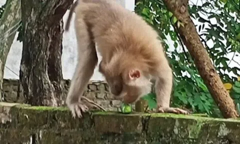 Hải Phòng: Xuất hiện đàn khỉ hoang “ghé thăm” các hộ dân trong phố