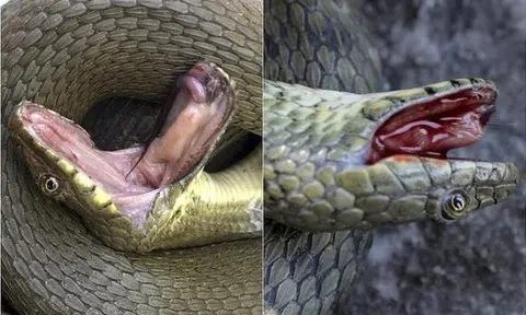 Vén màn bí ẩn: Loài rắn thông minh, giả chết bằng cách tự hộc máu như phim kinh dị