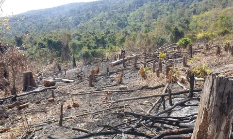 Diện tích rừng bị chặt, phá tăng mạnh trong tháng 5/2024