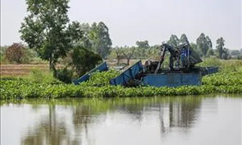 Tây Ninh xử lý phần lớn lục bình mọc dày trên sông để khơi thông dòng chảy