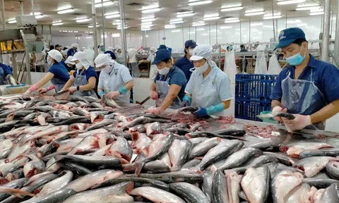 Cá tra Việt Nam lấy lại đà tăng trưởng từ thị trường Trung Quốc