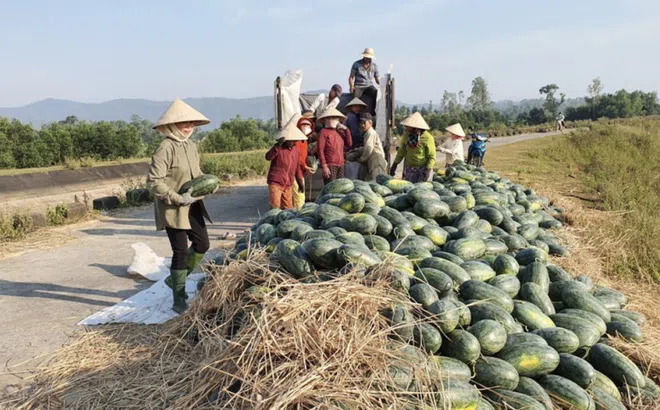 Quảng Nam thu hút đầu tư chợ đầu mối nông súc sản hơn 100ha